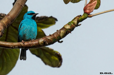 SAÍ AZUL (Dacnis cayana)